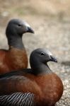 Ashy Headed Geese Stock Photo