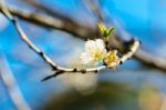 White Apricot Blossom With Blue Sky Stock Photo