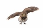 Oriental Scops Owl Isolate On White Background Stock Photo