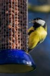 Great Tit On Feeder Stock Photo