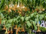 Brugmansia Flowering In Estepona Stock Photo