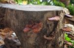 Fresh Reishi Mushroom For Display Stock Photo