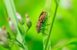 Red Bug In Green Nature Stock Photo