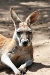 Kangaroo Stock Photo