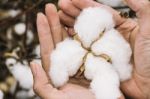 Cotton Field In The Countryside Stock Photo