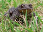 Common Toad Stock Photo