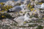 Young Seagulls Near The Cliffs Stock Photo