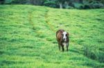 Country Cow Stock Photo