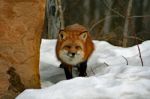 Red Fox In Her Winter Coat Stock Photo