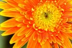 Orange Chrysanthemum Flowers In Garden Stock Photo