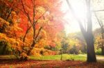 Bright Sun Shines On Autumn  Tree Stock Photo