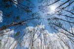 Turn Up View Of Rubber Tree ,with Blue Sky And Sun Light Stock Photo