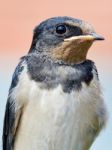 Portrait Sand Martin Stock Photo