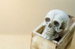 Still Life Of Human Skull With Wooden Box Stock Photo