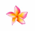 Plumeria Flower On White Background Stock Photo