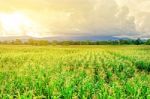 Landscape Of Corn Field And Wide Corn Farm With The Sunset Stock Photo