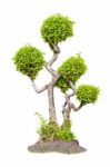 Bonsai Tea Tree  Stock Photo