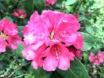 Rhododendron-flowers,in Park Stock Photo