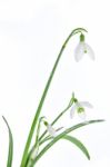 Spring Snowdrops Isolated On White Stock Photo