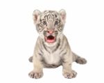 Baby White Tiger Stock Photo