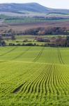 Near Seaford, Sussex/uk - April 5 : View Of  Farmland Near Seafo Stock Photo