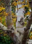 Peeling Bark Of A Birch Tree In Autumn Stock Photo