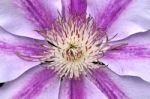 Clematis Stock Photo