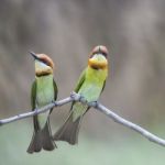 Chestnut-headed Bee-eater Stock Photo