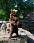 Big Brown Bear Stock Photo