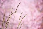 Beautiful Wild Himalayan Cherry Flower Stock Photo