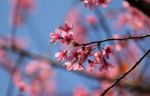 Pink Cherry Blossom Stock Photo