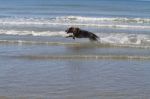 German Shephard In The Sea Stock Photo