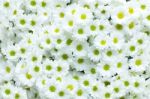 White Chrysanthemum Flower Stock Photo