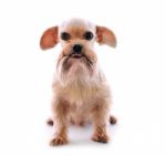 Shih Tzu Dog Stock Photo