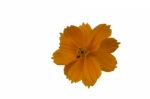 
Cosmos Yellow Flowers Isolated White Backdrop Beautifully Clear Stock Photo