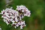 Honey Bee Stock Photo