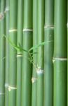 Bamboo Stock Photo