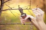 Pruning Fruit Tree - Cutting Branches At Spring Stock Photo