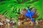 Blued-eared Kingfisher Stock Photo