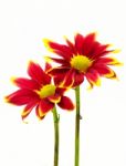 Red Chrysanthemum Flowers Stock Photo