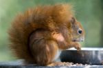 Eurasian Red Squirrel (sciurus Vulgaris) Stock Photo