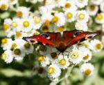 Peacock Butterfly Stock Photo