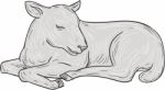 Lamb Sleeping Drawing Stock Photo