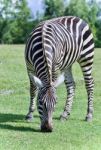 Image Of A Zebra Eating The Grass On A Field Stock Photo