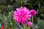 Beautiful Pink Dahlias Stock Photo