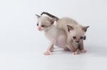 Cute Kitty Cat Playing On White Background Stock Photo