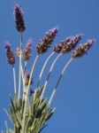 Lavender Flowers Stock Photo