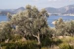 Agriculture With Olive Trees Stock Photo