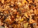 Texture Of The Autumn Foliage Of Trees  Stock Photo