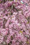 Beautiful Pink Sakura, Cherry Blossom Stock Photo